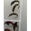 Fly Fishing Box of Czech Nymphs Copper Wire Weighted 24