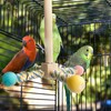 Bird Perch Toy, Bird Perches for Cages, Parrot 360° Interactive