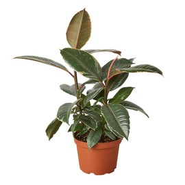 House Plant Shop | Ficus 'Tineke' - 6" Pot | Live Indoor Plant | Easy to Care | Natural Décor Plant | Great Gifts| Free Care Guide