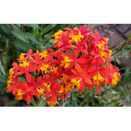 Orchid Epidendrum ORCHID 5pcs Rooted Radicans Orange Yellow/Purple cluster Flower - Purple