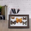 Butterfly Specimen Craft Frame, Real Framed Butterfly, Butterfly Specimen Display