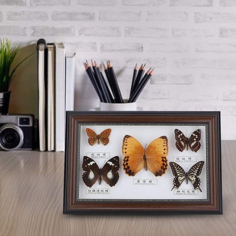 Butterfly Specimen Craft Frame, Real Framed Butterfly, Butterfly Specimen Display