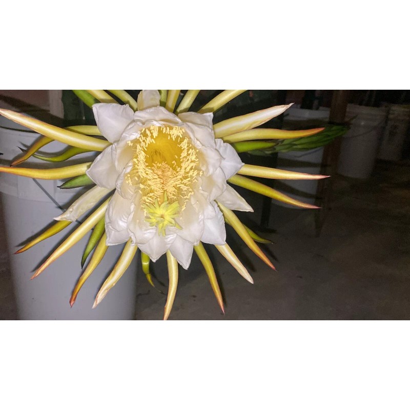 ORGANICO One Vietnamese read DRAGON FRUIT CUTTING 8- 12 Inches