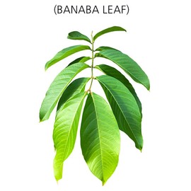 Organic Natural Pure Banaba Leaf Tea Bag- 50 Tea Bag (Biodegradable PLA Tea Bag Filter)