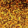 Candy Retailer Fall Sprinkles 4oz