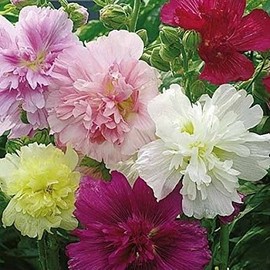 Non GMO Bulk Hollyhock Seeds - Indian Spring Mix Alcea rosea (5 lbs)