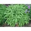 Earthcare Seeds Sage Herb 125 Seeds (Salvia officinalis) Heirloom -