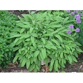 Earthcare Seeds Sage Herb 125 Seeds (Salvia officinalis) Heirloom - Non GMO - Open Pollinated