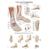 Anatomical Educational Chart Poster Foot and Joints of Foot anatomy poster Various Sizes, , 70 cm x 100 cm, ,