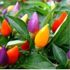 Seeds4planting - Seeds Ornamental Chili Pepper Hot Mix Non GMO