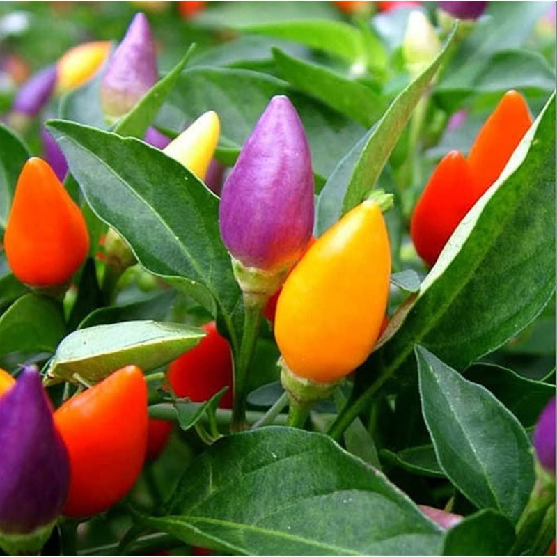 Seeds4planting - Seeds Ornamental Chili Pepper Hot Mix Non GMO