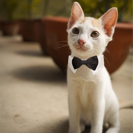 Black Bow Tie Dog Collar, KOOLMOX Tux Dog Collar for Weddings with Handcrafted Adjustable White Collar and Black Tie, Classic Neck Tie for Small to Medium Dogs Cats Puppies Valentine's Costumes