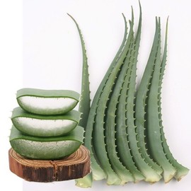 Saint Aloe Avores Sense 3kg / 생 알로에 아보레센스 3kg