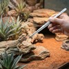 May – Terrarium Tweezers 20 cm Stainless Steel Feeding Tweezers