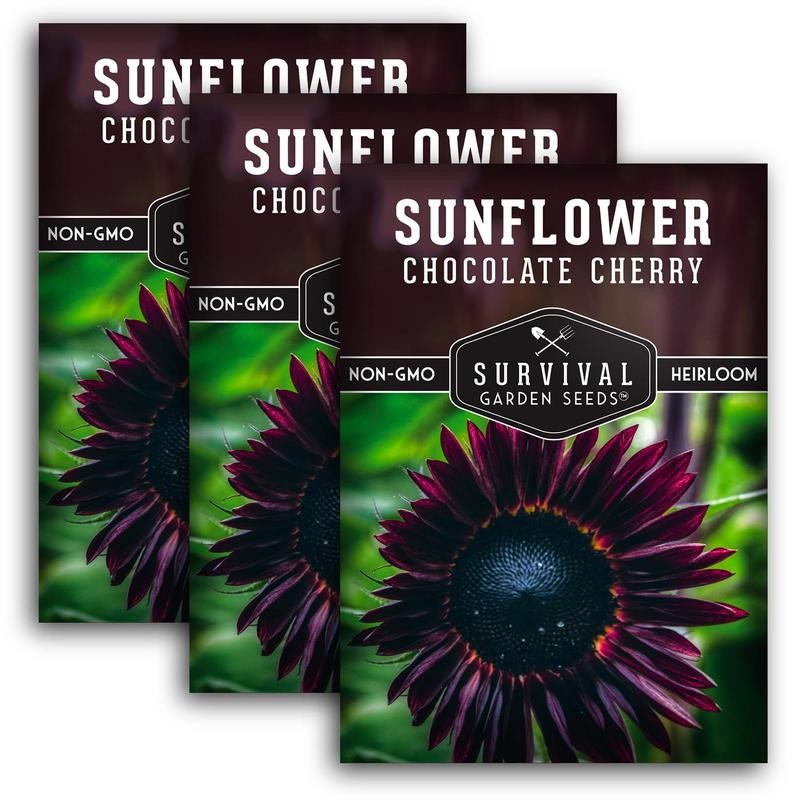 Chocolate Cherry Sunflower Seeds - Size: 3 Packets