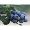 Blueberry Plant - BLUERAY - Extra-Large Fruits, Excellent Flavor and
