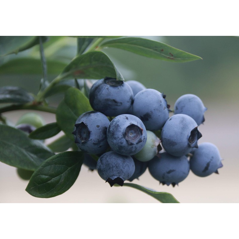 Blueberry Plant - BLUERAY - Extra-Large Fruits, Excellent Flavor and