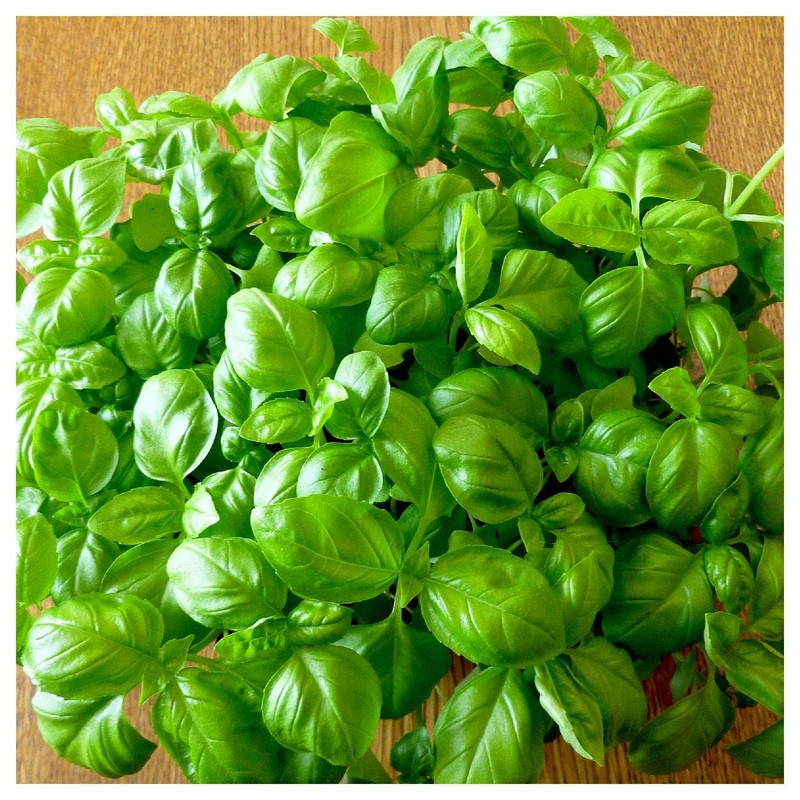 Everwilde Farms - 1 Oz Organic Genovese Basil Herb Seeds