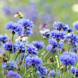 Cornflower/Bachelor Button Seeds - Tall Blue - 1/4 Pound - Blue Flower Seeds, Heirloom Seed, Open Pollinated Seed Attracts Bees, Attracts Butterflies, Attracts Pollinators, Edible, Extended Bloom