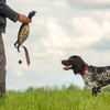 SYWAN Duck Dog Training, Pheasant Dog Training Dummies for Dog