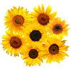 StikArt Removable Sunflower Wall Decals Printed on a Synthetic Canvas