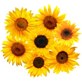 StikArt Removable Sunflower Wall Decals Printed on a Synthetic Canvas (45 Flowers)