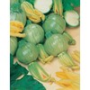 Mr Fothergills Mr Fothergill's 17627 Vegetable Seeds, COURGETTES & Summer