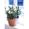 Kikkerland Hand Blown Glass Self Watering Stake for Potted Plants