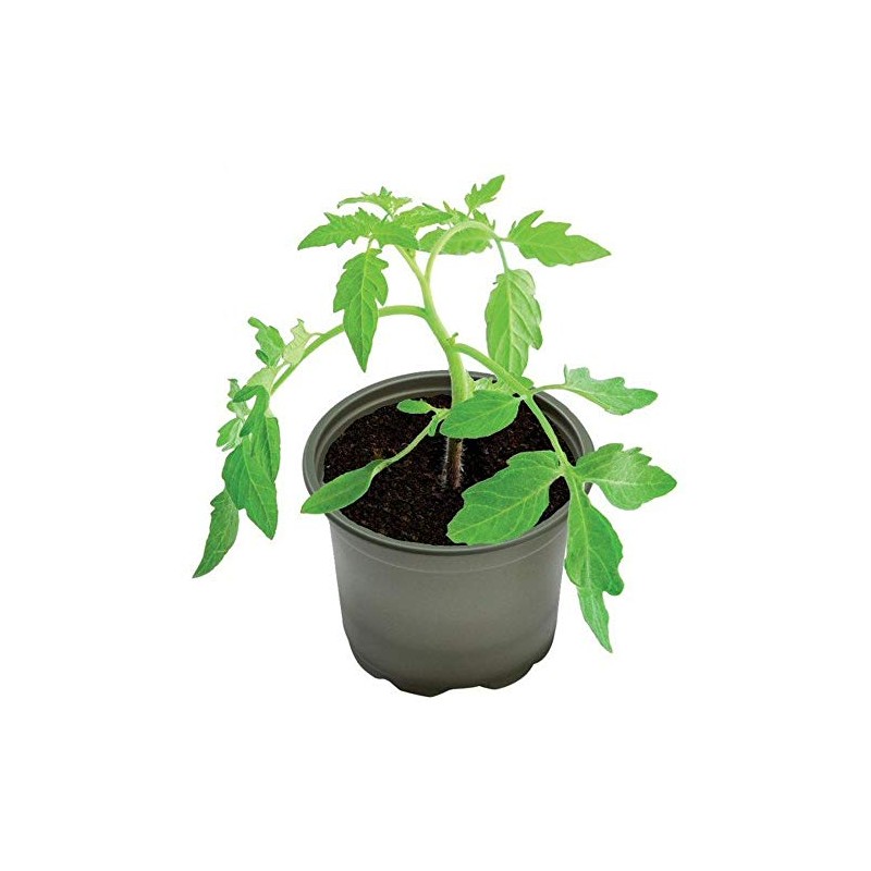 Garland Products Limited 13cm Bio-Based Growing Pots pack of 5