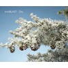 Design Master 840 Snow Blast Spray, White, 32.48" Height