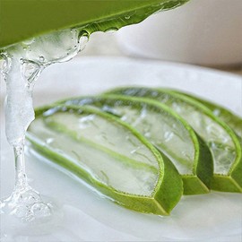 Kwon Do-young Aloe 유기농 생알로에 베라 1kg 식용 Organic Fresh Aloe Vera 1kg Edible