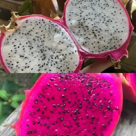 Cactus 50 White 50 Red Dragon Fruit Seeds Pitaya Pitahaya Hylocereus Undatus Cactus