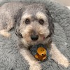 SPOT Butterballs Forest Animals Dog Toy-Soft, Stuffed, Squeaky, Plush Fabric
