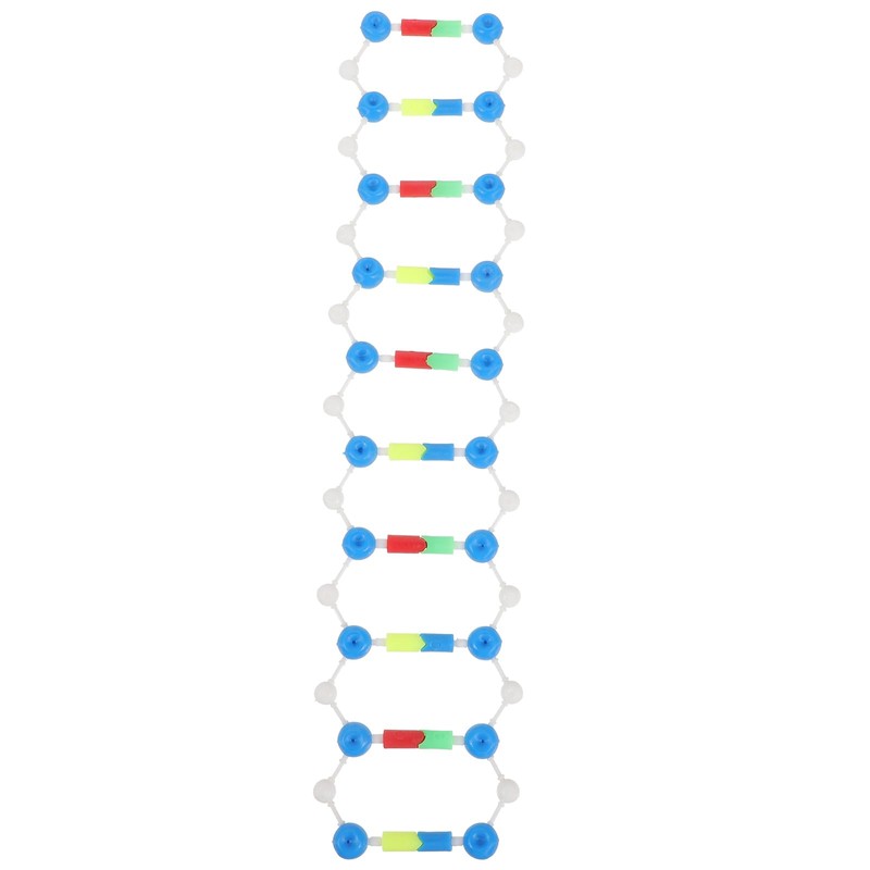 Abaodam Components of Double DNA Model DNA Model Kit DNA