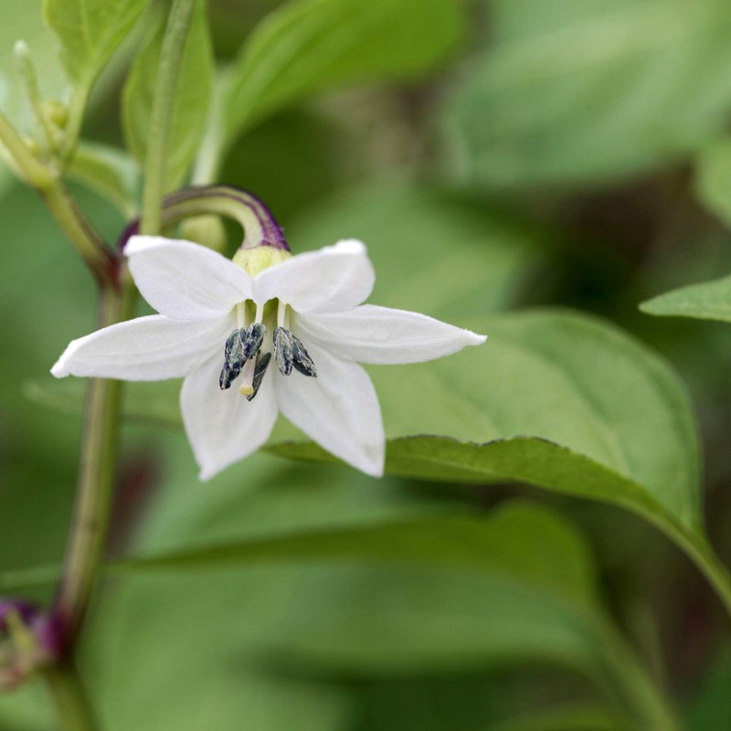 Hatch Chile Seeds from Chile Revival - Qty 20 (Mild
