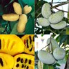 3 Pcs Paw Paw Tree Seeds for Planting Outdoors-Edible Pawpaw