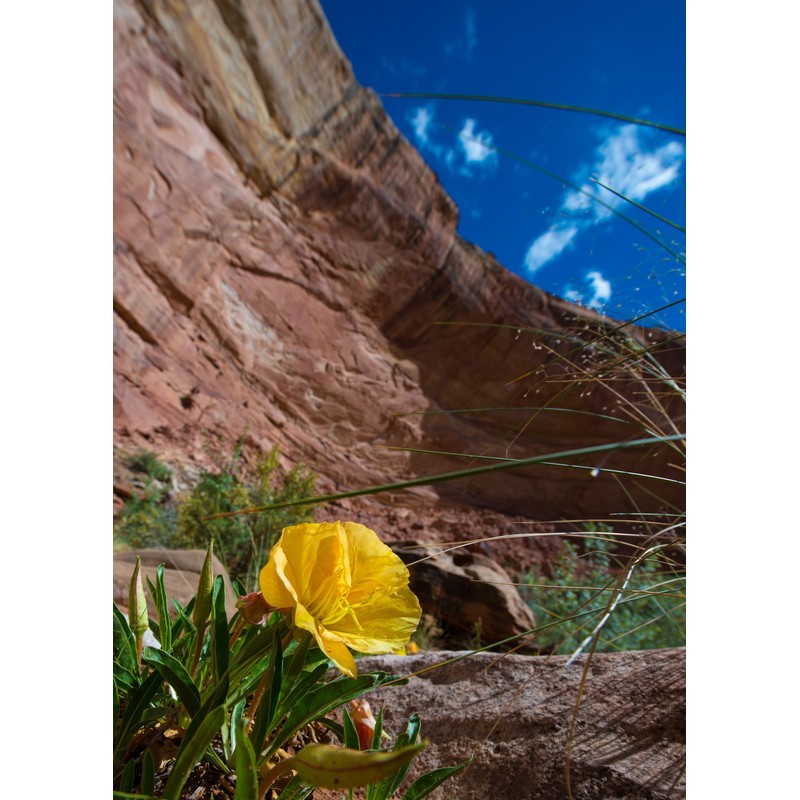 Health Embassy Evening Primrose Seeds (Oenothera Biennis) (100g)