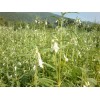 Buy Rare Seeds Sesamum indicum | Black Sesame Seed |