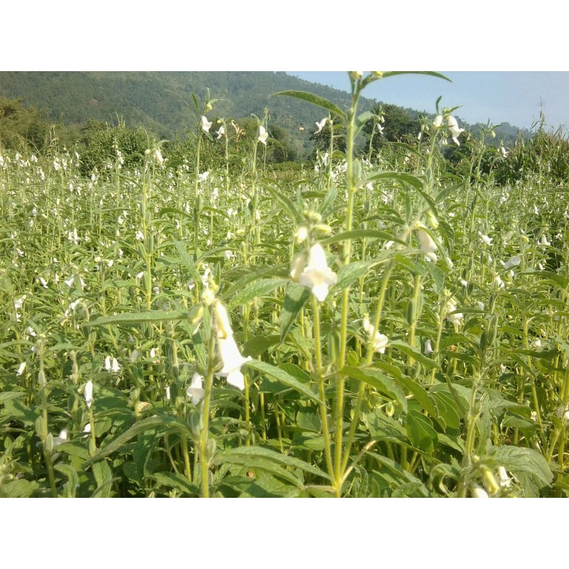 Buy Rare Seeds Sesamum indicum | Black Sesame Seed |