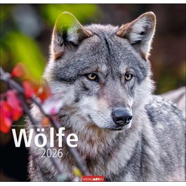 Wölfe Kalender 2026: Tierkalender mit Wolf-Fotos vom bekannten Fotografenpaar Jean-Louis Klein und Marie-Luce Hubert. Foto-Wandkalender mit ... 48x46 cm (Tierkalender Weingarten)
