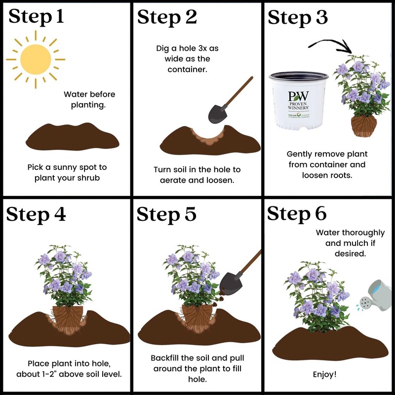 Proven Winners 2 Gal. Blue Chiffon Rose of Sharon (Hibiscus)