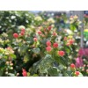 Home-Growth FloralBerry™ Pinot St. John's Wort, Hypericum Inodorum - 100