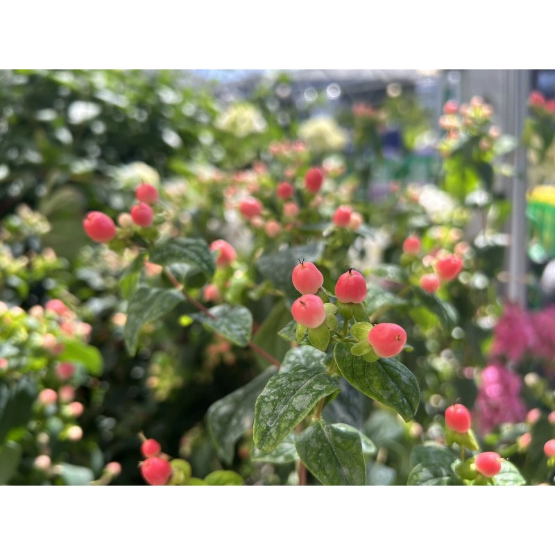 Home-Growth FloralBerry™ Pinot St. John's Wort, Hypericum Inodorum - 100