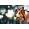 Vet's Advantage Ashwagandha Calmer For Dogs - Pure Herbal Support