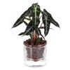 LAZUSAM LAZUSAM 4 Inch Self Watering Pot,African Violet Pot,Bottom Watering Glass Planter for Indoor Plants and Progagation