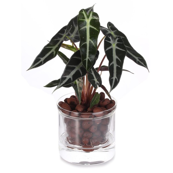 LAZUSAM LAZUSAM 4 Inch Self Watering Pot,African Violet Pot,Bottom Watering