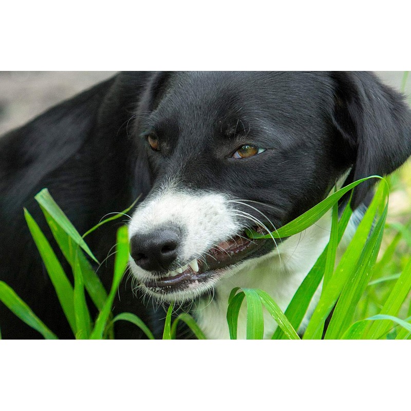 Seeds Herb Dog Grass to Eat for Sprouting Resistant Vitamin
