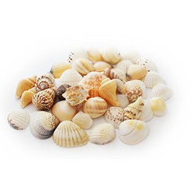Florida Shells and Gifts Inc. 1/4lb (25) Indian Ocean Shell Mix (1"-2" / 25-50mm) Beach Decor Ocean Art Craft