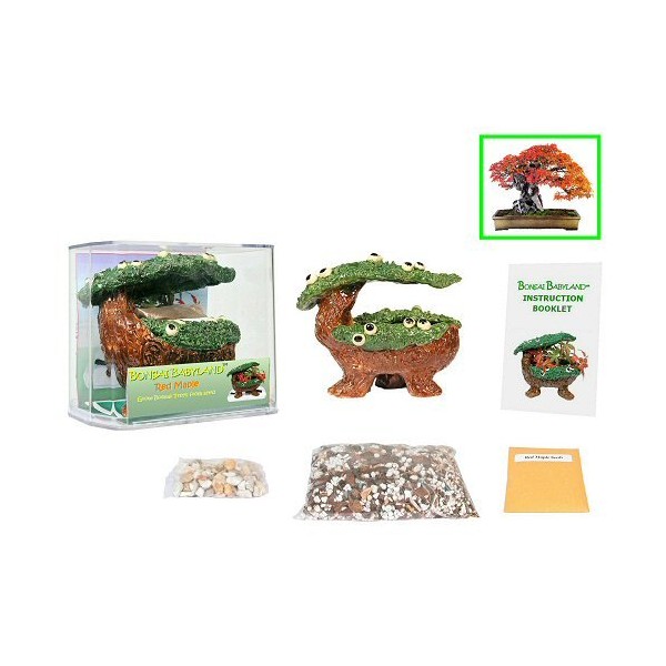 Eve's Bonsai Babyland Red Maple Seed Kit, Complete Kit to Grow Red Maple Bonsai Trees from Seed, Unique and Exclusive Bonsai Babyland Planter