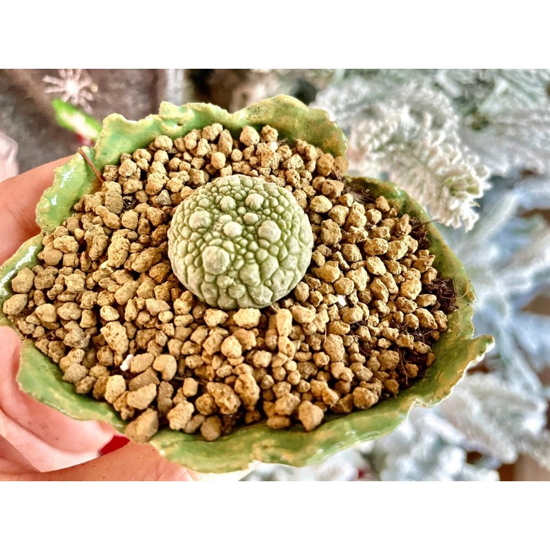 1am Succulents Rare Cactus - Pseudolithos Migiurtinus (0.4"-0.5")